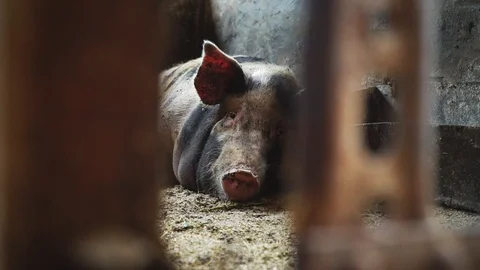 Pig lies in a pigsty, view from behind a metal mesh Stock Footage 93904530