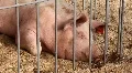 Pig life HD Footage