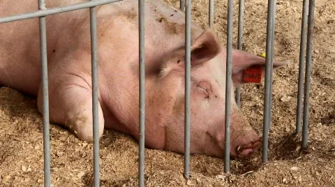 Pig life Video stock 784355