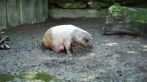 The pig on the liquid dirty ground Stock Footage 54900343