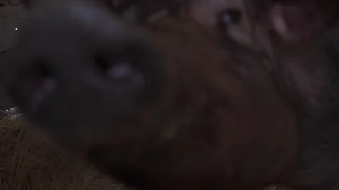 Pig locked in a farmhouse 스톡 동영상 123723602