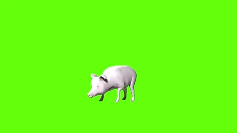 Pig look around  green screen animation 3D rendering Stock Footage 297770708