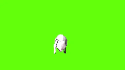 Pig look around  green screen animation 3D rendering Stock Footage 297770750