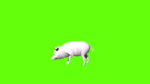 Pig look around green screen animation 3D rendering Stock Footage 297770785