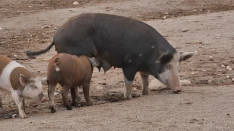 Pig looking after her young Stock Footage 92473771