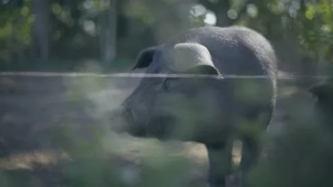 Pig Looking at Camera Stock Footage 142771037