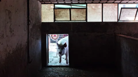 Pig looking into shed Видео 233789635