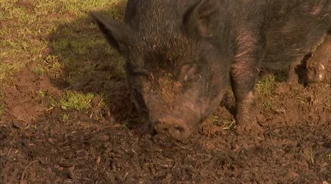 Pig Looking Through Mud at Farm Broll HD Video Stock Footage 22150105
