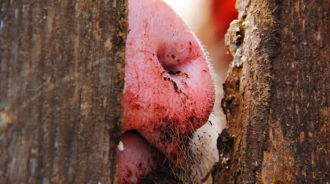 The pig looks at outer world through a crack in fence 库存影片 978436