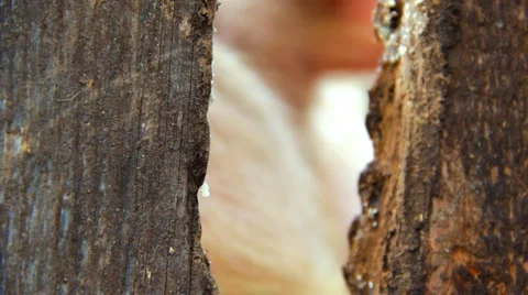 The pig looks at outer world through a crack in fence Видео 978440