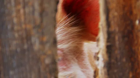 The pig looks at outer world through a crack in fence Видео 978442