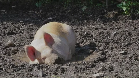 Pig lying down and peacefully sleeping in a small, muddy pool. Video stock 252765458