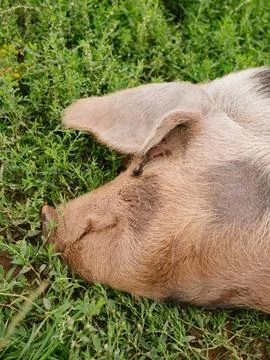 Pig lying down in the grass Stock Photos