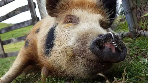 Pig lying in a field by a gate Foto stock