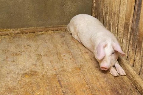 Pig lying on the floor inside the piggery Stock Photos