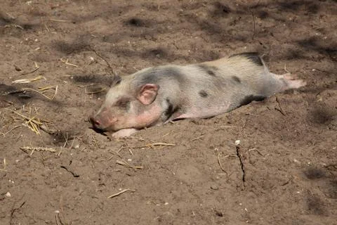 Pig lying on the ground Stock Photos