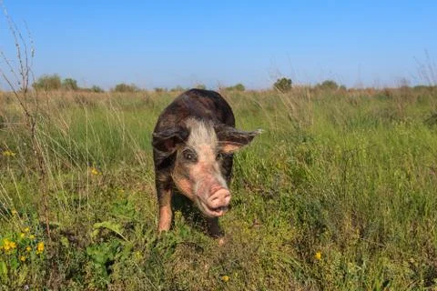 Pig on a meadow Stock Photos