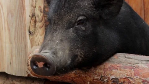 Pig Meal Requests in a Pen on the Background in Ukraine at the Zoo Stockbeeldmateriaal 70917015
