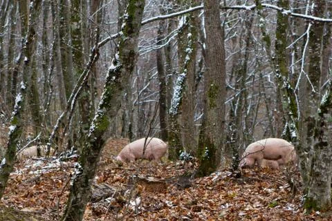 Pig in a mountain forest Stock Photos