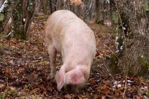 Pig in a mountain forest Stock Photos