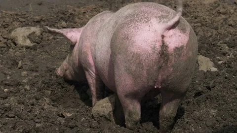Pig Mud Back Close Up Stock Footage 80214794
