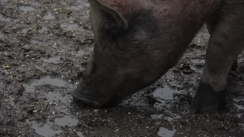 Pig In Mud Stock Footage