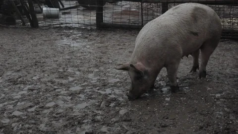 Pig In Mud Vídeos de archivo 101205731