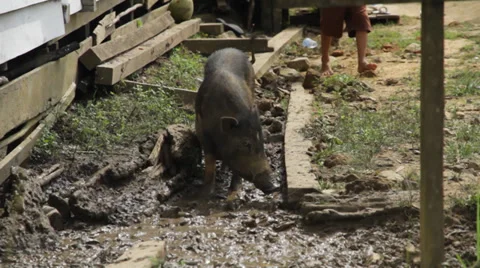 Pig in Mud, Indonesia Stock Footage 32284291