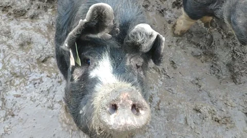 Pig In Mud Looking At Camera &amp; Oinking 스톡 동영상 142929897