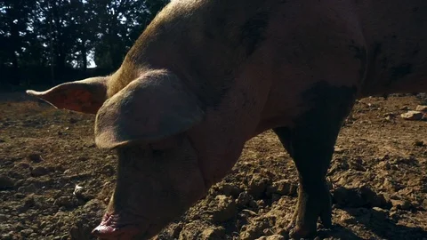 Pig in the mud looks at the camera Stock-Footage 110531599