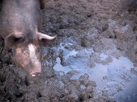 Pig in mud Stock Photos