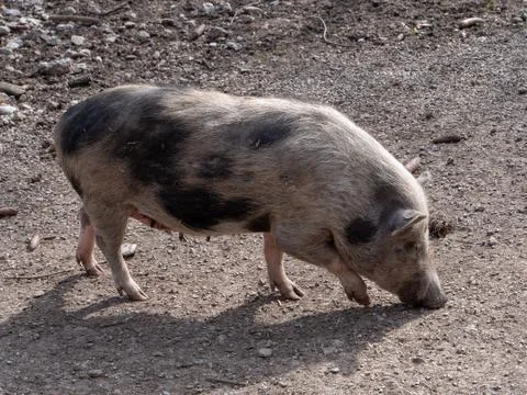 Pig on mud Foto stock