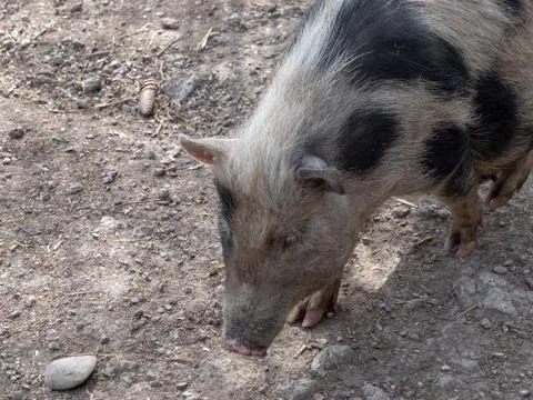 Pig on mud Foto stock