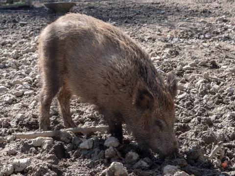Pig on mud Foto stock
