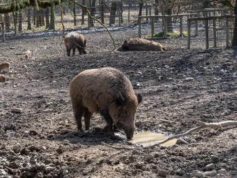 Pig on mud Foto stock