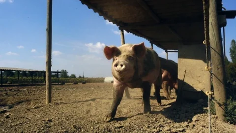Pig in the mud slow motion Stockbeeldmateriaal 110531861