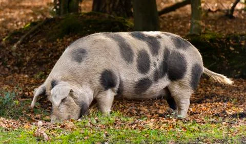 Pig in New Forest Stock Photos