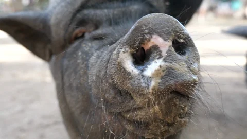 Pig nose close up Stock Footage 97241316