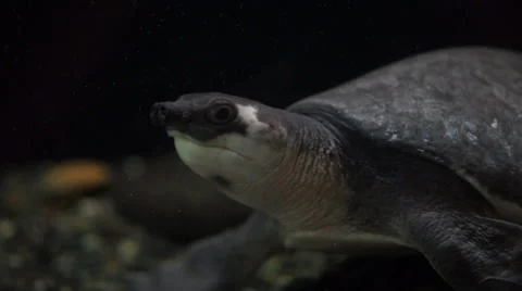 Pig Nose Turtle Video stock 35478223