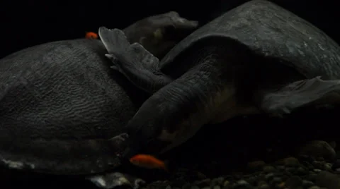 Pig Nose Turtle Stock Footage 35478742