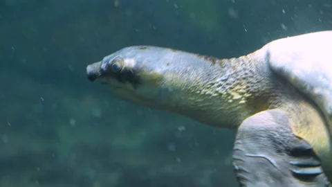 A pig nose turtle Stock Footage 234122543