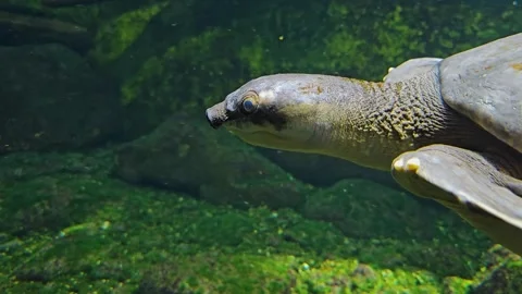 A pig nose turtle  Stock Footage 269550124