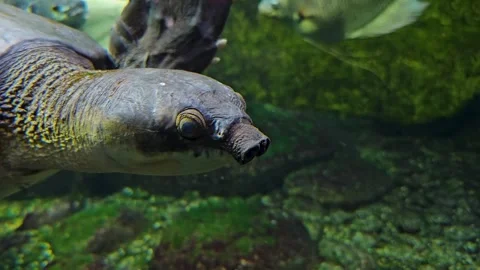 A pig nose turtle  Stock Footage 269551979