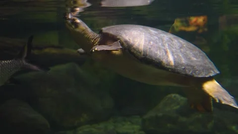 A pig nose water turtle Stock Footage 241020497