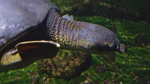 A pig nose water turtle Stock Footage 257351586
