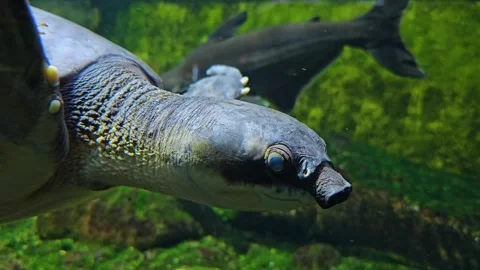 A pig nose water turtle  Stock Footage 261437984