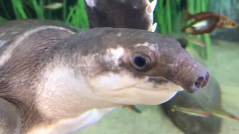 Pig-nosed turtle, also known as the Fly River turtle. Underwater life concept Stock Footage 150933081