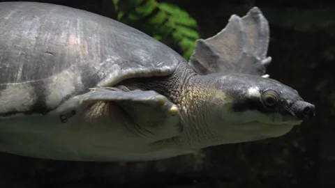 A pig-nosed turtle, pitted-shelled turtle, fly river turtle swims underwater Stock Footage