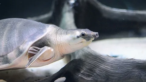 Pig-nosed turtle underwater Stock Footage 94405813