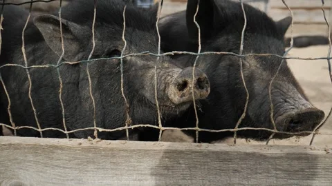 Pig noses behind a chain-link fence near a barn on a pig farm. Video stock 310106318